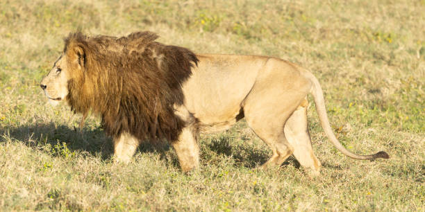 Male lion walking across the Tanzanian savannah