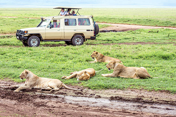 Lions resting near a safari vehicle in Ngorongoro Crater