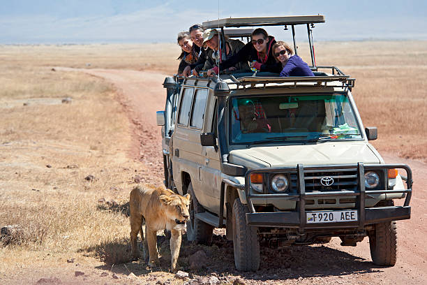 Lioness walking beside safari vehicles on a Tanzanian game drive