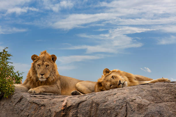 Two lions resting together on a rocky outcrop