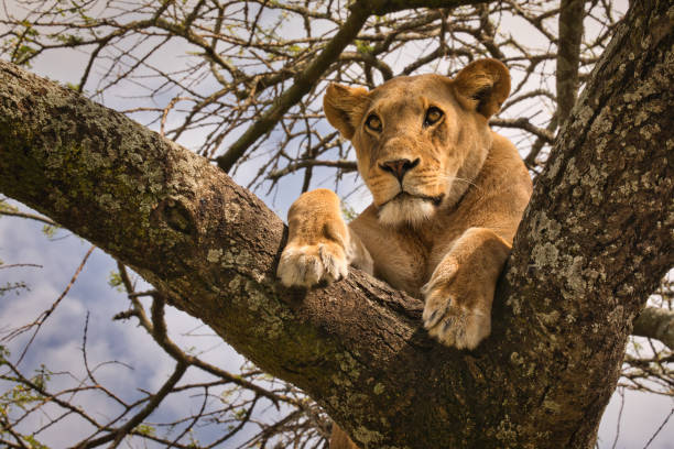 Lioness resting in a tree in Tanzania