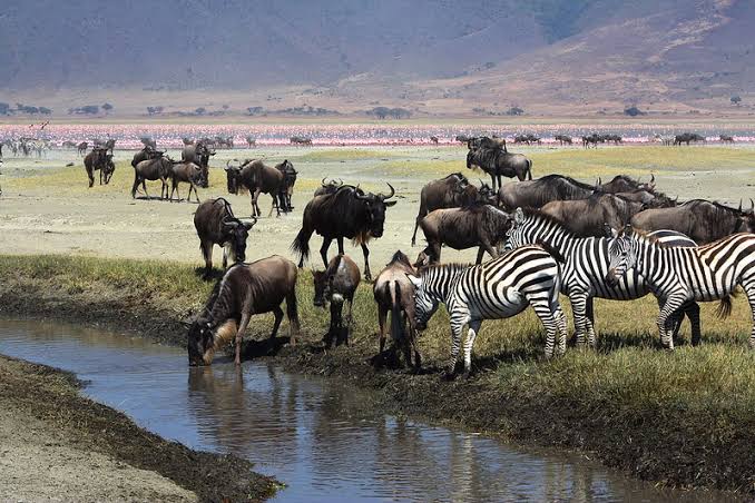 Wildebeest and zebras drinking at a waterhole in Ngorongoro