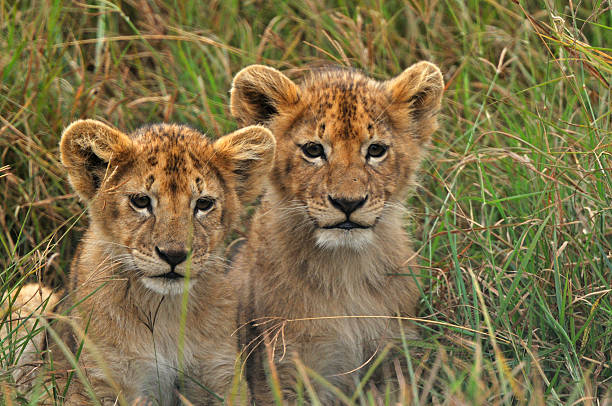 Two lion cubs sitting in tall grass in Tanzania