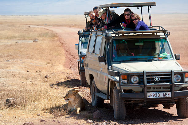 Safari visitors watching a lioness beside their vehicles