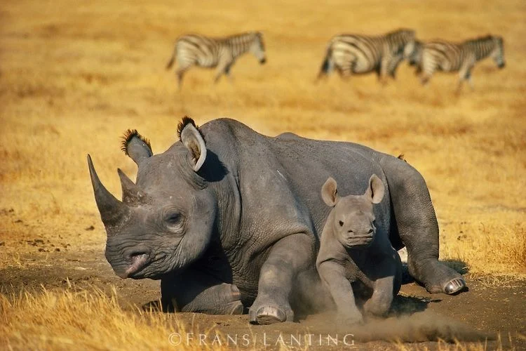 Black rhino and her calf with zebras behind them