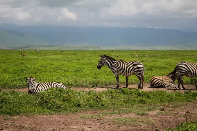 Zebras grazing on green plains in Ngorongoro