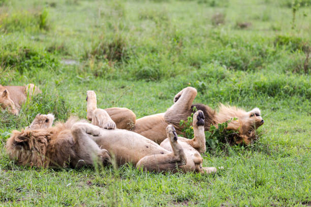 Lions relaxing and playing in green grass