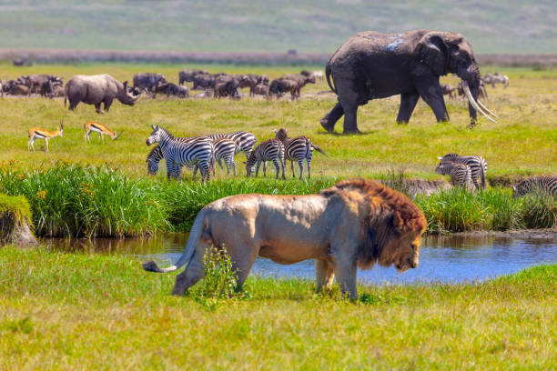 Lion, elephant, zebras, gazelles and wildebeest beside water in Tanzania